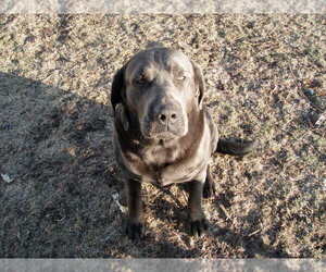 Father of the Labrador Retriever puppies born on 04/28/2025