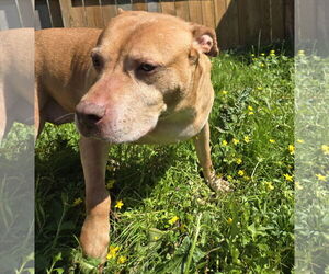 Winnie J - Female Labrador Retriever-Staffordshire Bull Terrier Mix Dog for Adoption - Photo #6