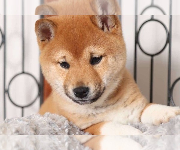 Medium Photo #2 Shiba Inu Puppy For Sale in NAPLES, FL, USA