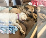 Small #10 Golden Retriever Mix