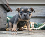 Small Photo #9 French Bulldog Puppy For Sale in BALTIC, OH, USA