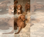 Puppy Puppy 4 Goldendoodle (Miniature)