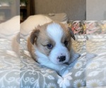 Small #20 Pembroke Welsh Corgi