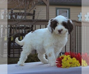 Portuguese Water Dog Puppy for sale in STRASBURG, PA, USA