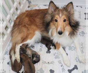 Mother of the Sheltidoodle puppies born on 12/17/2022