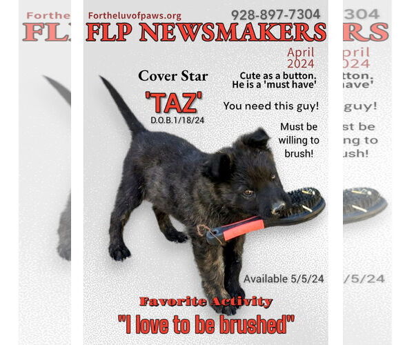 Medium Photo #1 American Water Spaniel-Unknown Mix Puppy For Sale in Golden Valley, AZ, USA