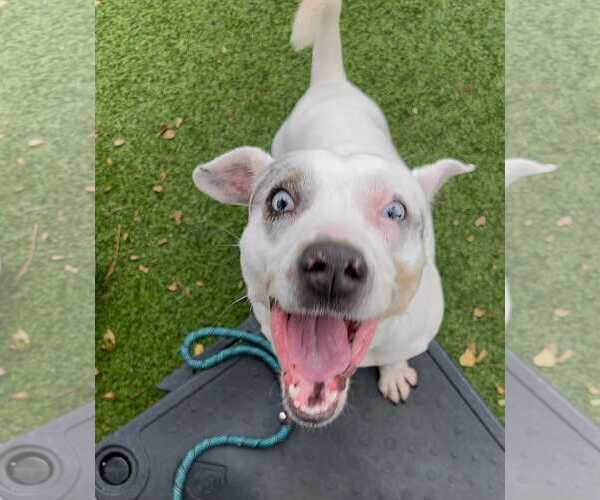 Medium Photo #15 Jack Russell Terrier-Unknown Mix Puppy For Sale in Pompano Beach , FL, USA