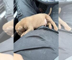 American Staffordshire Terrier-Unknown Mix Dogs for adoption in San Antonio, TX, USA