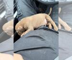 Small American Staffordshire Terrier Mix