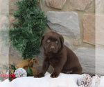 Small Photo #6 Labrador Retriever Puppy For Sale in EPHRATA, PA, USA