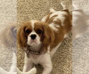 Mother of the Cavalier King Charles Spaniel puppies born on 09/14/2023