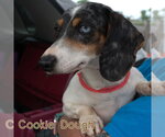 Small #4 Dachshund