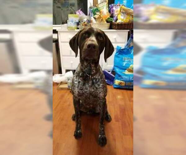Medium Photo #1 German Shorthaired Pointer Puppy For Sale in HARMONY, PA, USA