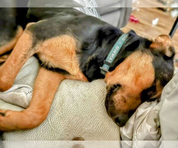 Medium Photo #3 German Shepherd Dog-Unknown Mix Puppy For Sale in columbia, SC, USA