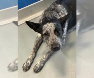 Texas Heeler-Unknown Mix Dogs for adoption in Visalia, CA, USA