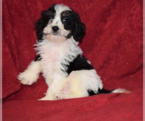 Cavapoo Puppy for sale in BARNESVILLE, KS, USA