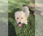 Small Mutt