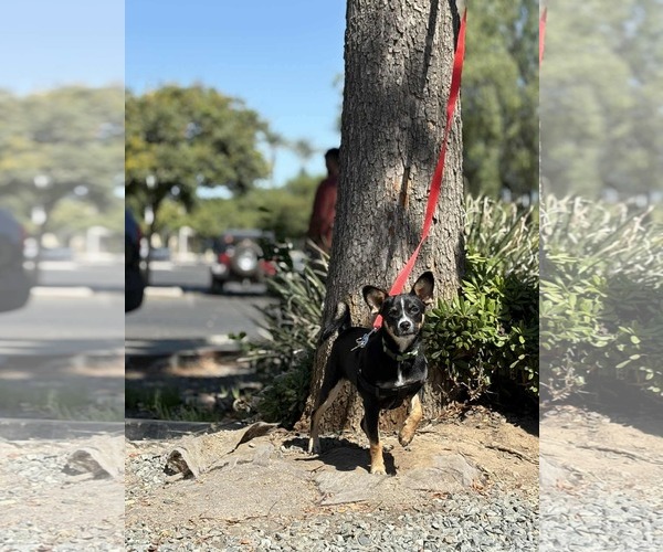 Medium Photo #3 Chihuahua-Unknown Mix Puppy For Sale in Visalia, CA, USA
