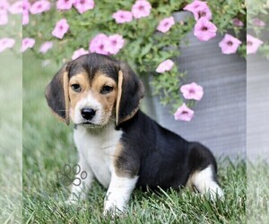 Beagle Puppy for sale in STRASBURG, PA, USA