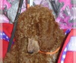 Small #4 Poodle (Standard)