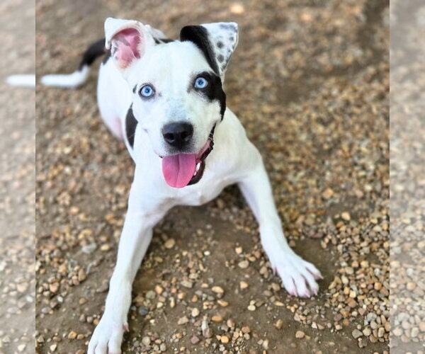 Medium Photo #4 American Bulldog-Unknown Mix Puppy For Sale in Anniston, AL, USA