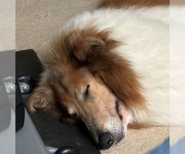 Medium Photo #2 Collie Puppy For Sale in Dublin, OH, USA