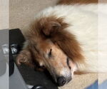 Small #1 Collie