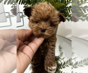 Medium Poodle (Miniature)-Poodle (Toy) Mix