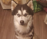 Small Photo #1 Siberian Husky Puppy For Sale in OWASSO, OK, USA
