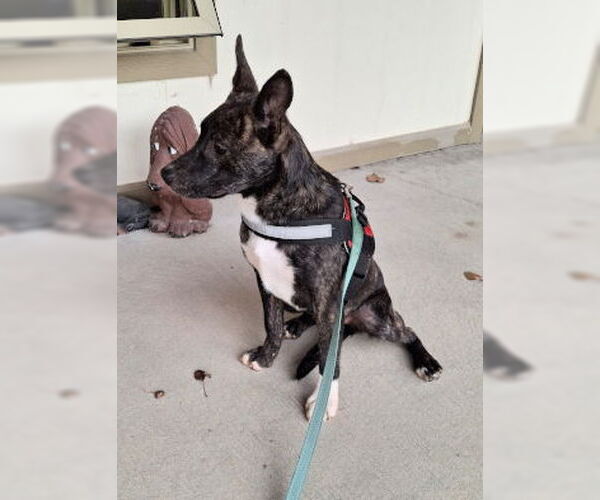 Medium Photo #2 Mutt Puppy For Sale in Mountain View, AR, USA