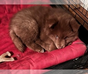 Finnish Lapphund Litter for sale in HARWICH, MA, USA