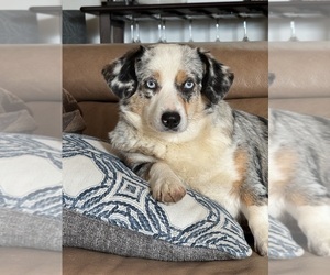 Mother of the Aussie-Corgi puppies born on 08/03/2026