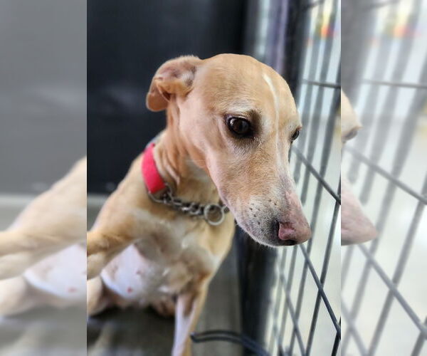 Medium Photo #4 Greyhound-Labrador Retriever Mix Puppy For Sale in Osgood, IN, USA