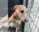 Small #3 Greyhound-Labrador Retriever Mix