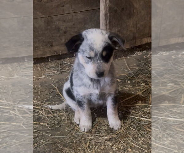 Medium Photo #4 Australian Shepherd-Unknown Mix Puppy For Sale in Mouth Of Wilson, VA, USA