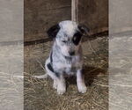 Small Photo #4 Australian Shepherd-Unknown Mix Puppy For Sale in Mouth Of Wilson, VA, USA