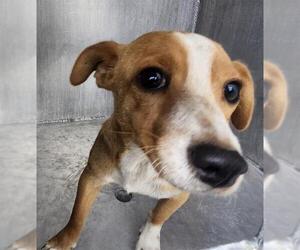 Mutt Dogs for adoption in San Antonio, TX, USA