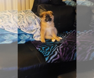 Pomimo Puppy for sale in EDMONDS, WA, USA