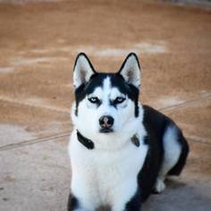 Father of the Siberian Husky puppies born on 01/14/2018