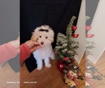 Image preview for Ad Listing. Nickname: Female 4 months