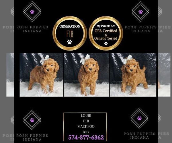 Medium Photo #6 Maltipoo (Miniature) Puppy For Sale in WARSAW, IN, USA