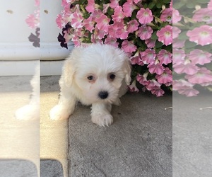Coton de Tulear Puppy for sale in CANOGA, NY, USA