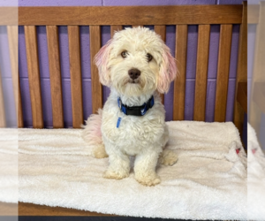 Shih-Poo Dogs for adoption in Genesee, WI, USA