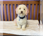 Small Shih-Poo