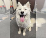 Small #1 Huskies  Mix