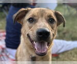 Small #4 American Pit Bull Terrier-Golden Retriever Mix