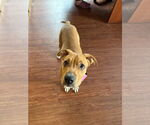 Small #4 Boxer Mix