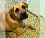 Small #1 Anatolian Shepherd-Rhodesian Ridgeback Mix