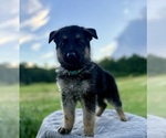 Puppy Light Blue German Shepherd Dog