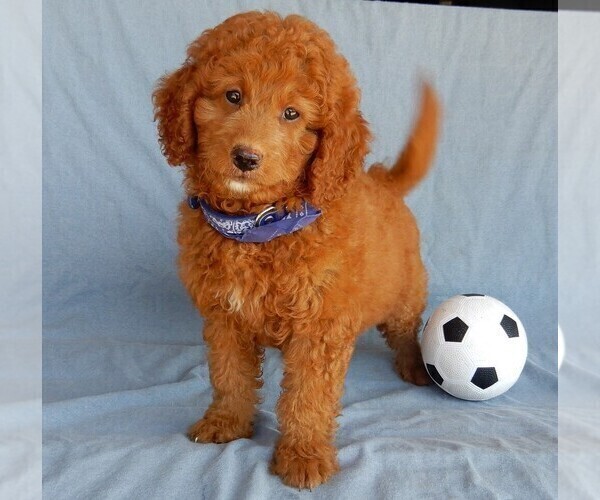 Medium Photo #2 Goldendoodle (Miniature) Puppy For Sale in MILLERSBURG, OH, USA